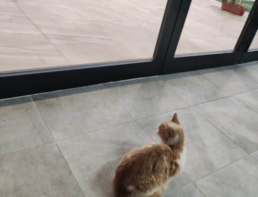 4 Pati Veteriner Kliniği