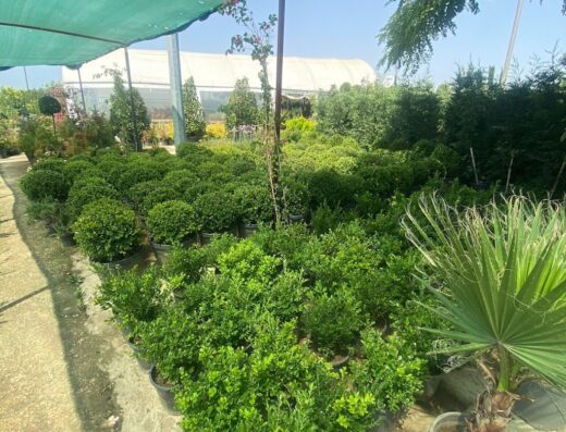 İnan Çiçekcilik ve peyzaj