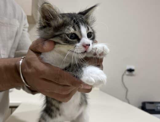 İpet Veteriner Kliniği