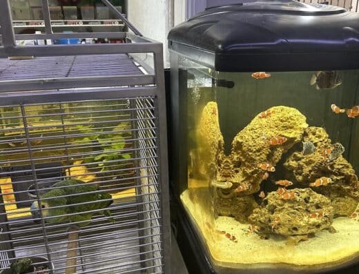 Petco