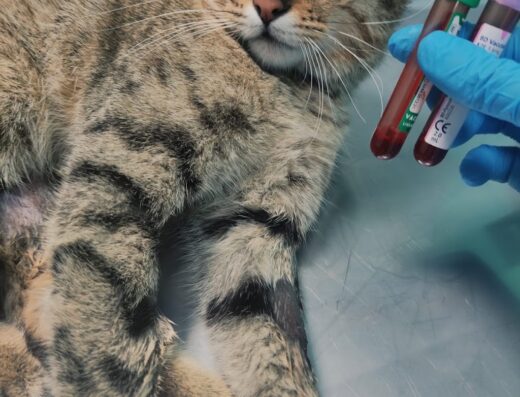 Vetkamp Veteriner Kliniği